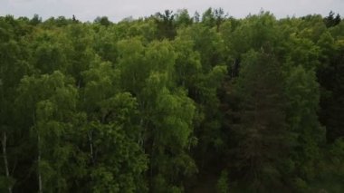 uçan huş ağacı ormanda