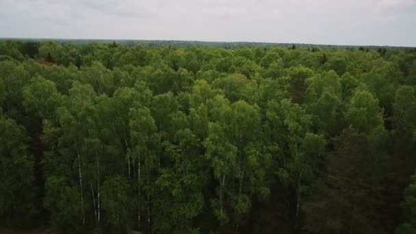 Πράσινο δάσος εναέρια άποψη — Αρχείο Βίντεο
