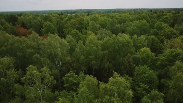 Sobrevoando as árvores verdes na floresta — Vídeo de Stock
