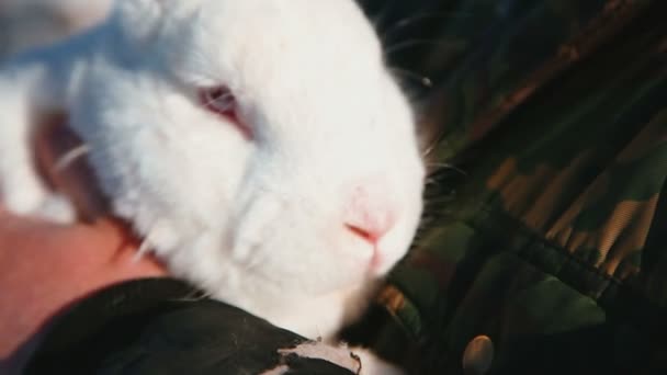 Mann hält Kaninchen in den Händen — Stockvideo
