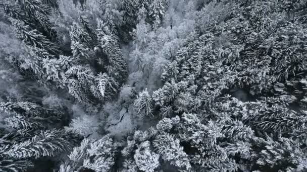 Vliegen over het winterwoud — Stockvideo