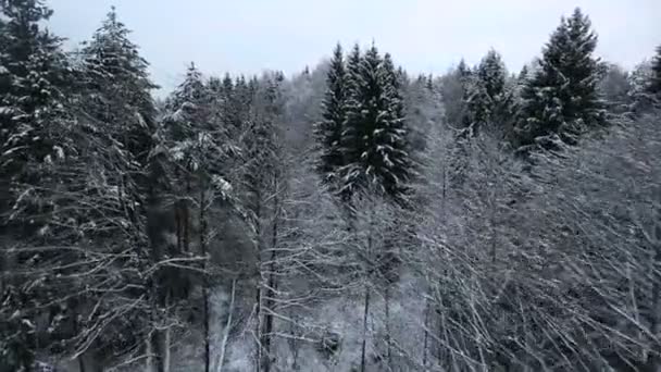 Volando sobre el bosque de invierno — Vídeo de stock