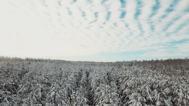 Вершини дерев і блакитне небо з хмарами — стокове відео