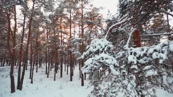 Inverno floresta dia ensolarado — Vídeo de Stock