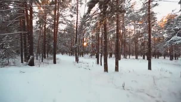 雪に覆われた森林空中ショット — ストック動画