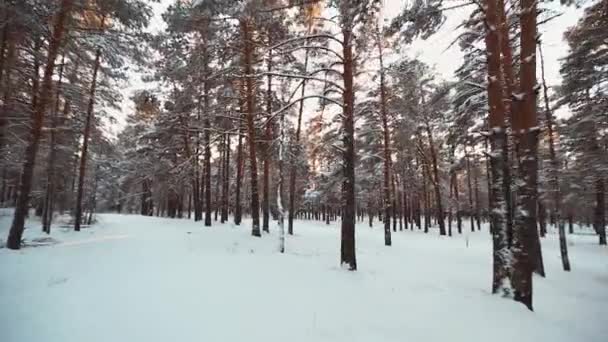 空中射击在森林里的雪 — 图库视频影像