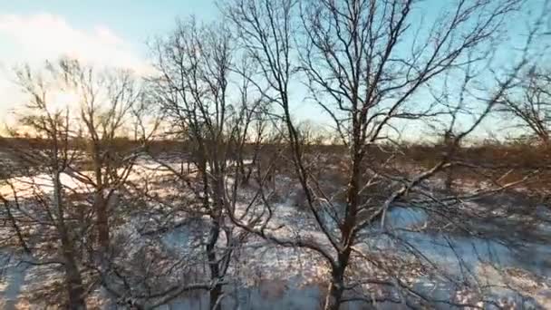 Aéreo - Paisagem nevada no inverno, floresta e rio — Vídeo de Stock