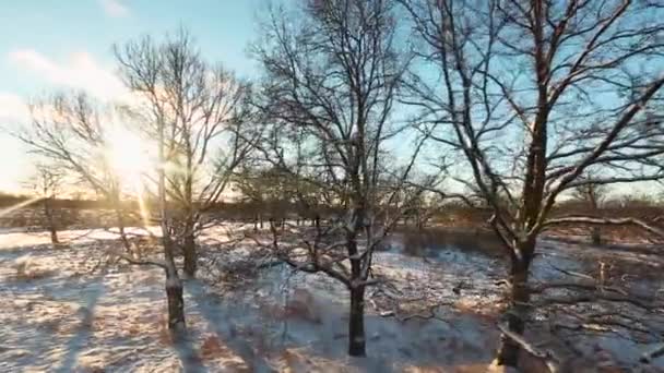 Повітряний постріл зимовий пейзаж, сонце і дерева — стокове відео