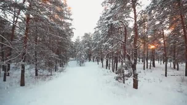 Snöfall i barrskogen, Flygfoto — Stockvideo