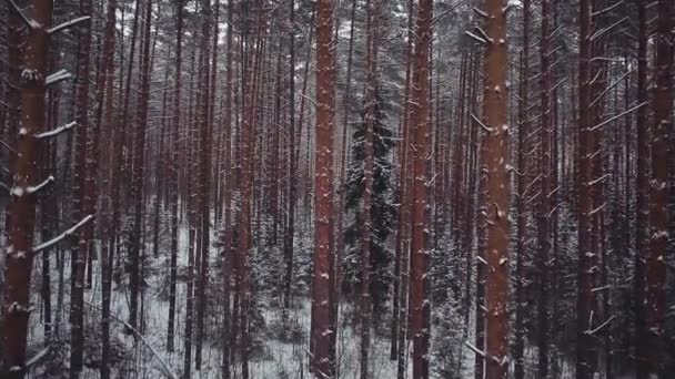 AERIAL: Зимовий сосновий ліс — стокове відео