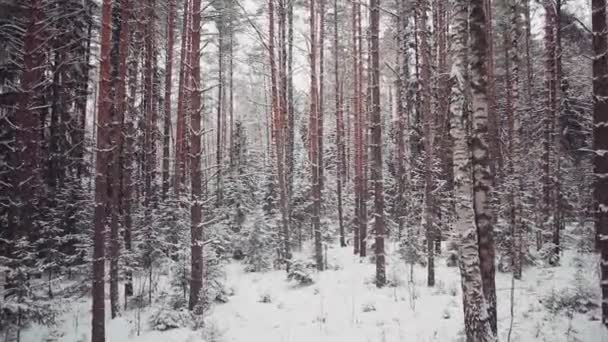 Chute de neige dans la forêt, prise de vue aérienne — Video