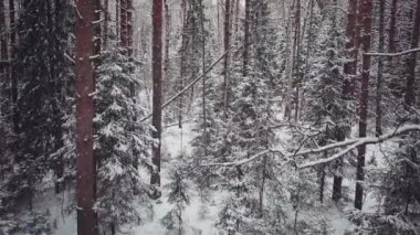 Ormandaki ağaçlar arasında hava fotoğraf