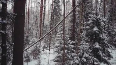 Kışın ölen ağaçlar ormanıyla hava fotoğraf