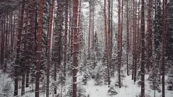 Vue aérienne : forêt de conifères d'hiver : épinette et pin 