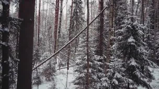 Luchtfoto bos met omgevallen bomen in de winter — Stockvideo
