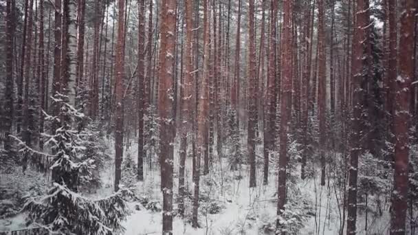 降雪在森林中，空中射击。相机会上升 — 图库视频影像