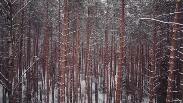 Luchtfoto winter naaldhout bos, toppen van de bomen — Stockvideo