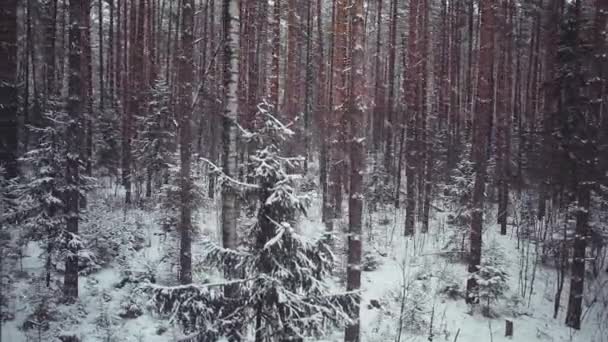 Forêt mixte : pin, épicéa, bouleau en hiver 