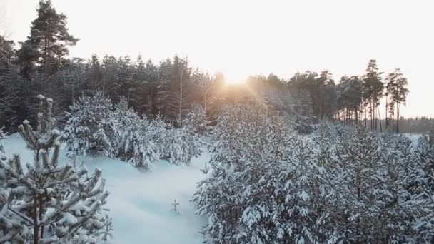 Solen i vinter skogen — Stockvideo