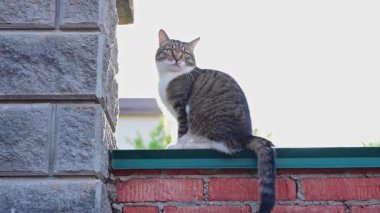 Güzel Kedi Sığınak Arıyor. Sokak Hayvanı 'nın barınağa ve bakıma ihtiyacı var. Üzgün Kedi 'nin bir sahibe ihtiyacı var. Evsiz hayvanlar için barınak, gönüllü iş, evcil hayvan evlat edinme.