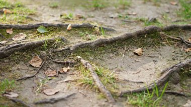 Orman zemininde yeşil yosun ve çimlerle kaplı ağaç kökleri. Yumuşak gün ışığında doğal orman dokusu..