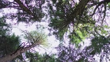 Uzun ağaçların ve yeşil yaprakların alçak açılı görüntüsü, ağaçların arasından süzülen güneş ışığıyla orman tepe örtüsüne bakıyor, canlı ve doğal bir zemin oluşturuyor..