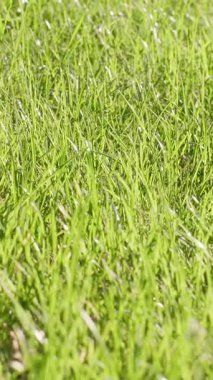 Dikey doğal arkaplan: Güneş ışığı, bahar veya yaz temaları ve açık hava doğa kavramlarında taze yeşil çimen alanı.