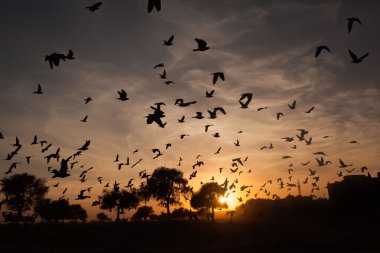 Hindistan'da Ajanta mağaraları