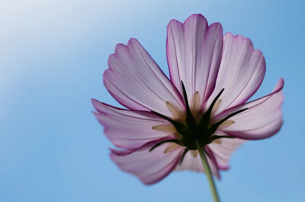 Bir güzel cosmos çiçek — Stok fotoğraf