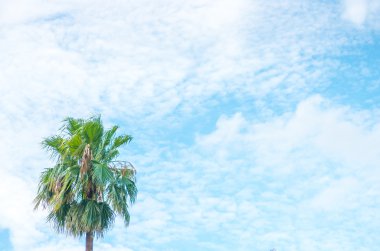 palmiye ağacı ve mavi gökyüzü