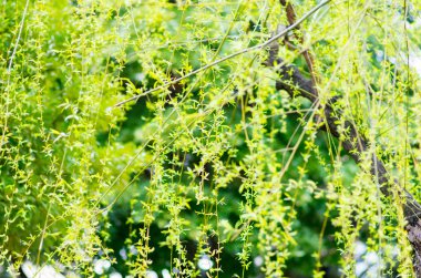 güzel doğa yeşil bitki