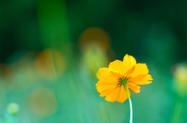 bir evren mantarı çiçek