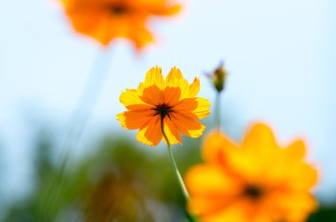 bir evren mantarı çiçek