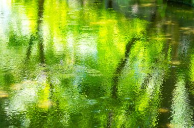 Yeşil su yüzeyi