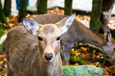 geyik nara Park, Turizm Japonya