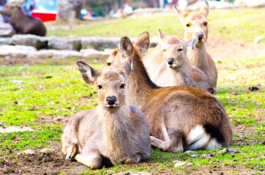geyik nara Park, Turizm Japonya