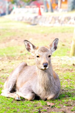 geyik nara Park, Turizm Japonya