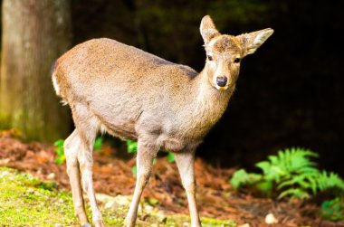 geyik nara Park, Turizm Japonya