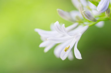 Afrika lily_Agapanthus çiçek
