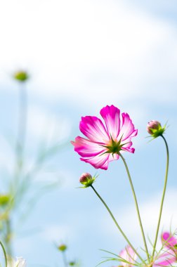 bir güzel cosmos çiçek