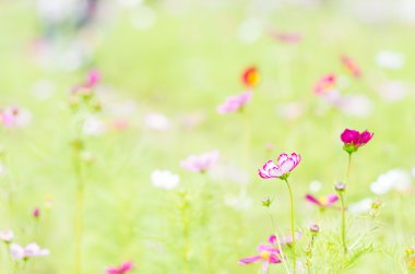 bir güzel cosmos çiçek