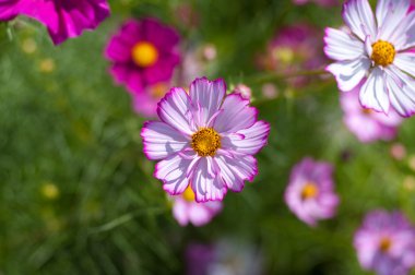bir güzel cosmos çiçek