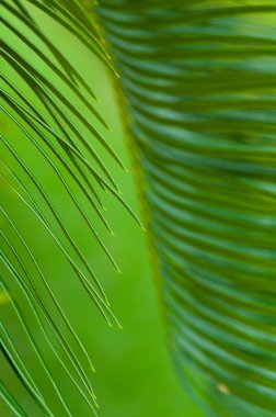 Doğa yeşil palmiye