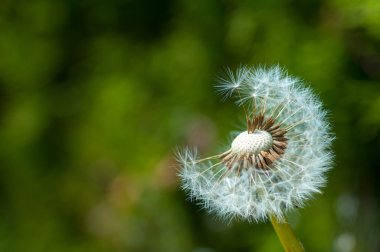 güzel bir karahindiba kabartmak