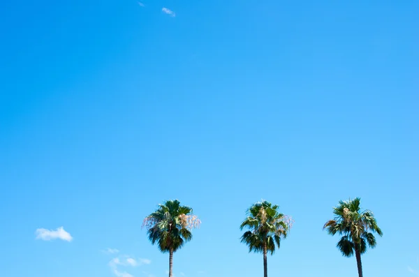 palmiye ağacı ve mavi gökyüzü