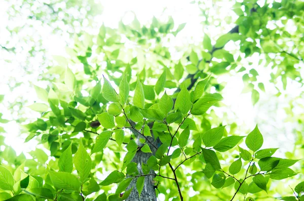 Hermosa naturaleza planta verde — Foto de Stock