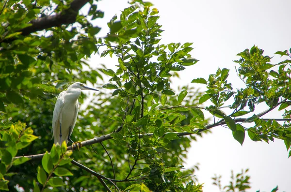 Een grijze heron & groen — Stockfoto