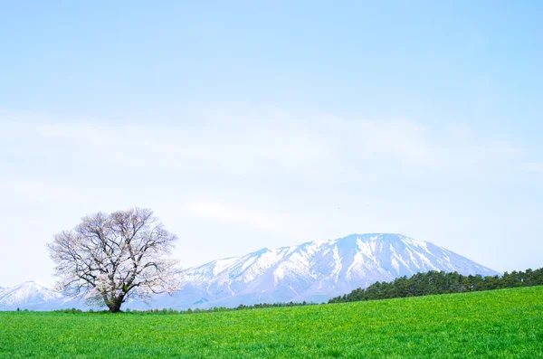 Koiwai çiftliği, morioka şehir, Iwate, Turizm Japonya