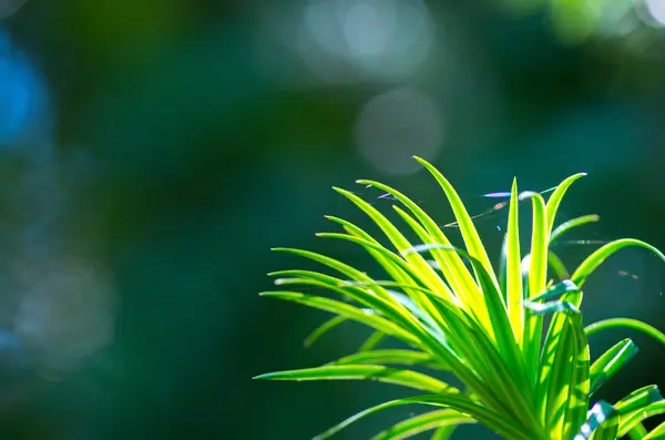 La plante verte tropicale — Photo