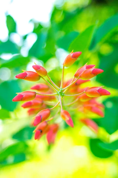 La pianta verde tropicale — Foto Stock